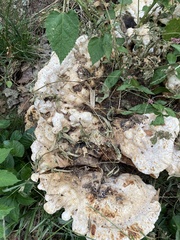 Pseudoinonotus dryadeus