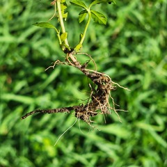 Phyla lanceolata