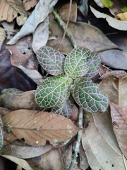 Fittonia