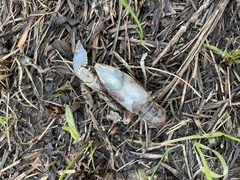 Procambarus gracilis