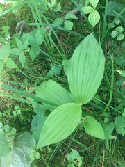 Cypripedium reginae