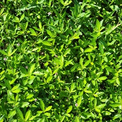 Phyla lanceolata