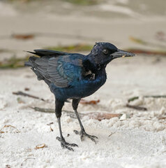 Quiscalus major westoni