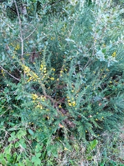 Ulex gallii
