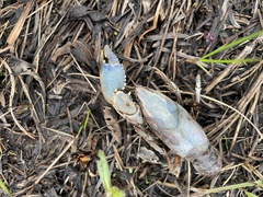 Procambarus gracilis