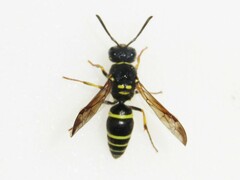 Ancistrocerus catskill