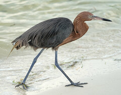 Egretta rufescens