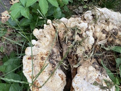 Pseudoinonotus dryadeus