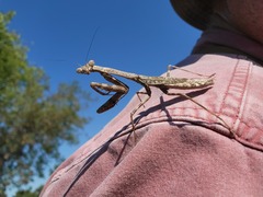 Stagmomantis