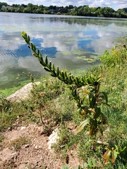 Oenothera glazioviana