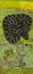 Crotalus oreganus helleri