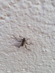 Neoclytus pusillus