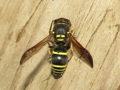 Ancistrocerus catskill