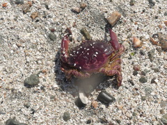 Platyxanthus orbignyi