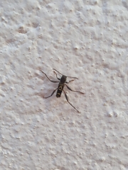 Neoclytus pusillus