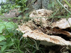 Pseudoinonotus dryadeus