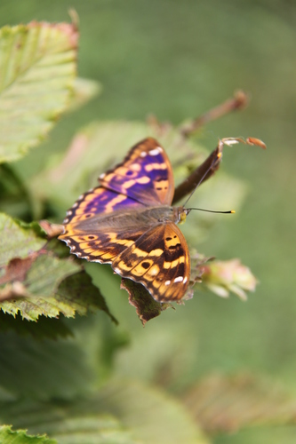 Lesser Purple Emperor