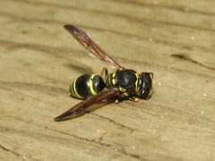 Ancistrocerus catskill