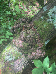 Agrobacterium radiobacter