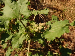 Xanthium orientale