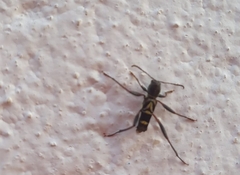 Neoclytus pusillus