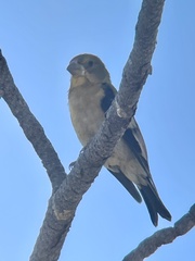 Coccothraustes vespertinus