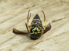 Ancistrocerus catskill
