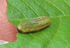 Calotheca