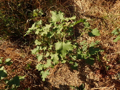 Xanthium orientale