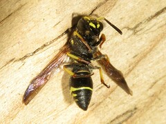 Ancistrocerus catskill