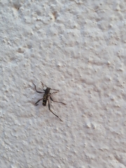 Neoclytus pusillus