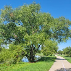 Salix nigra