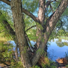 Salix nigra