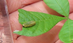 Calotheca