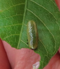 Calotheca