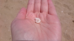 Spirula spirula