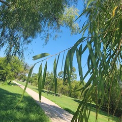 Salix nigra