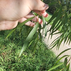 Salix nigra