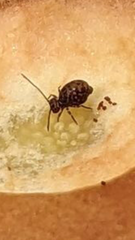 Ptenothrix marmorata
