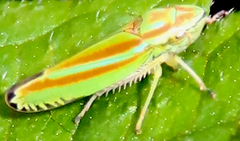 Graphocephala