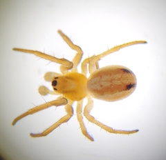 Araneus pratensis