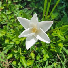 Zephyranthes chlorosolen