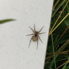 Lycosidae