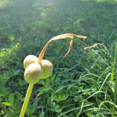 Zephyranthes chlorosolen