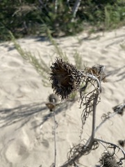 Cirsium pitcheri