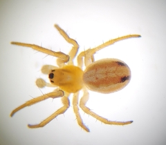 Araneus pratensis