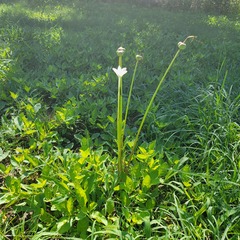 Zephyranthes chlorosolen