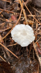 Marasmius calhouniae