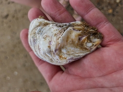 Ostreidae