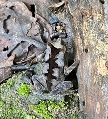 Rhinella alata